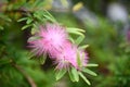 Pink Powderpuff Plant Calliandra surinamensis, pink flowers